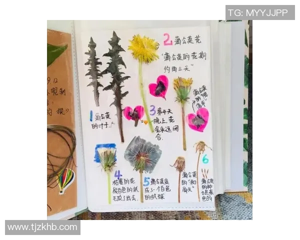 蒲公英的象征与足球明星的成长之路探索与启示